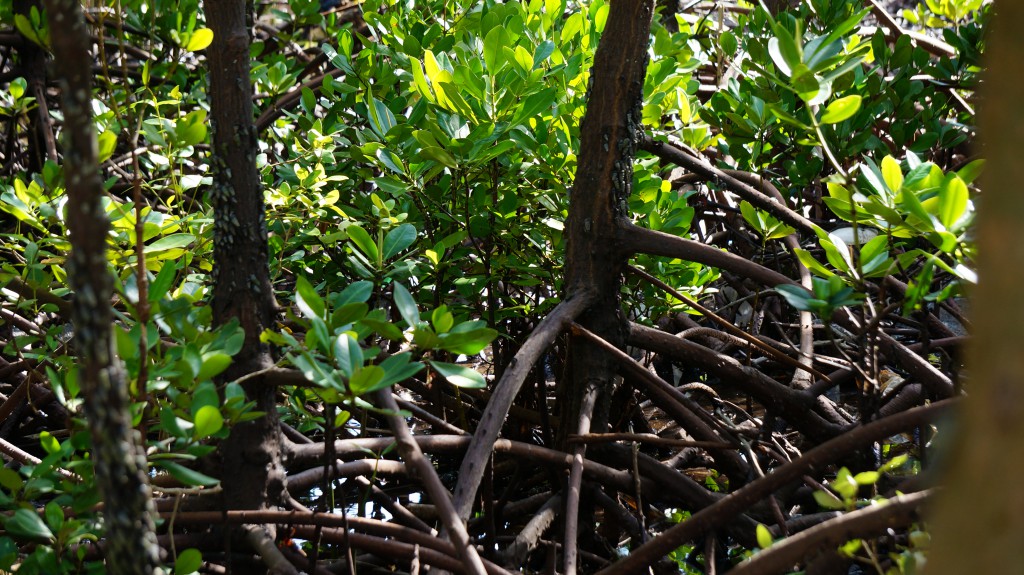 Rhizophora Mucronata - Plan Vivo mangrove trees in Gazi Bay, Kenya