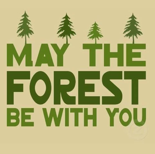 May the forest be with you pic