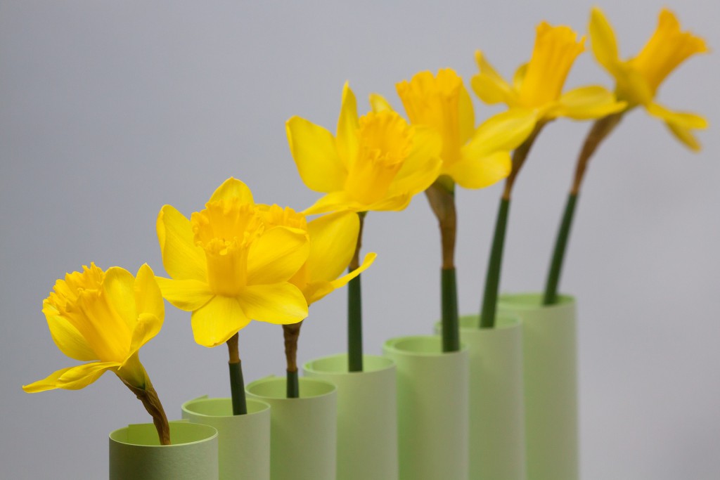 daffodil-1160922_1920
