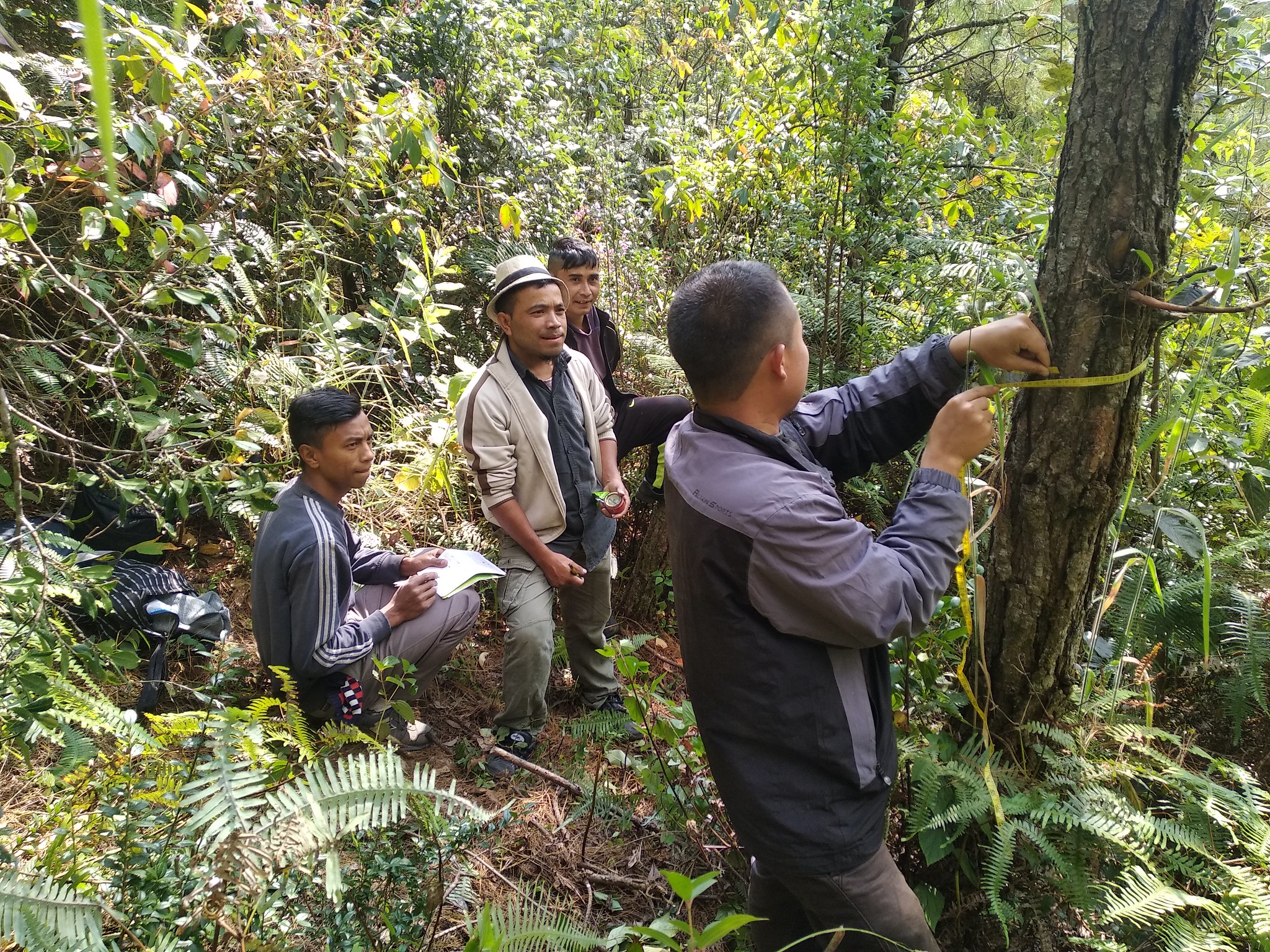 REDD+ Khasi Hills, Indien – Plan Vivo
