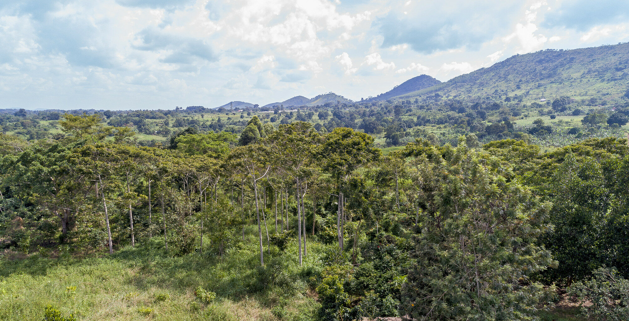 Trees for Global Benefits, Uganda – Plan Vivo