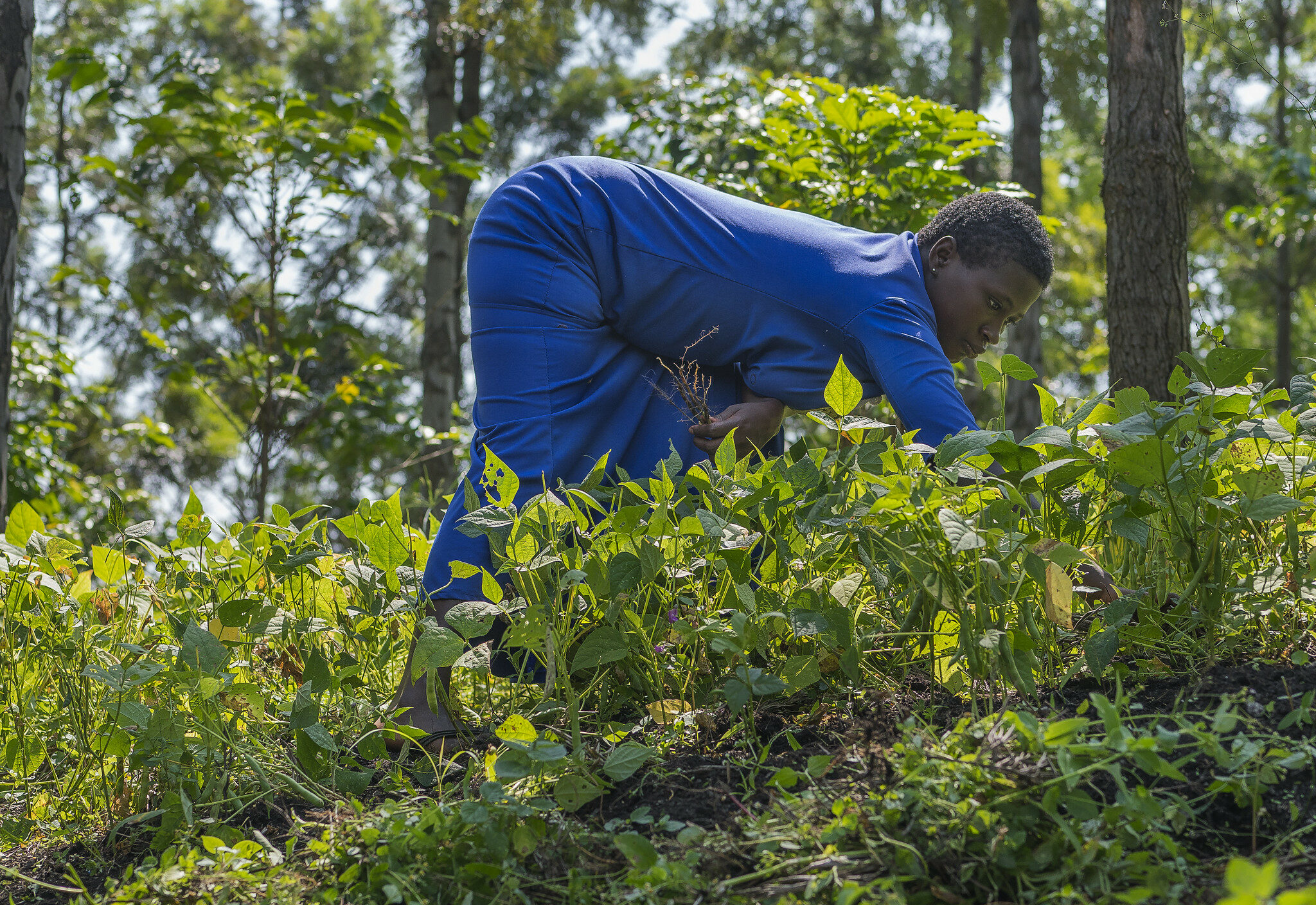 ZeroMission Trees for Global Benefit Uganda Plan Vivo_image of local woman harvesting