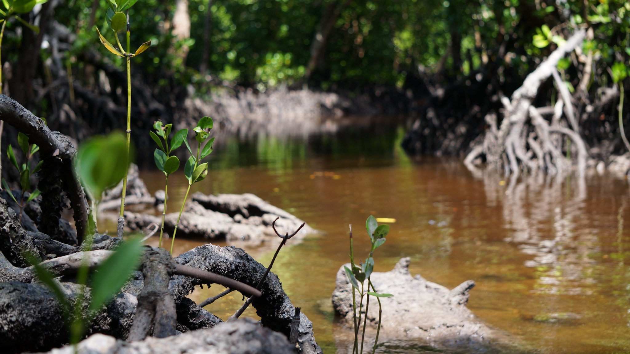 Mikoko Pamoja Mangrove, Kenya – Plan Vivo