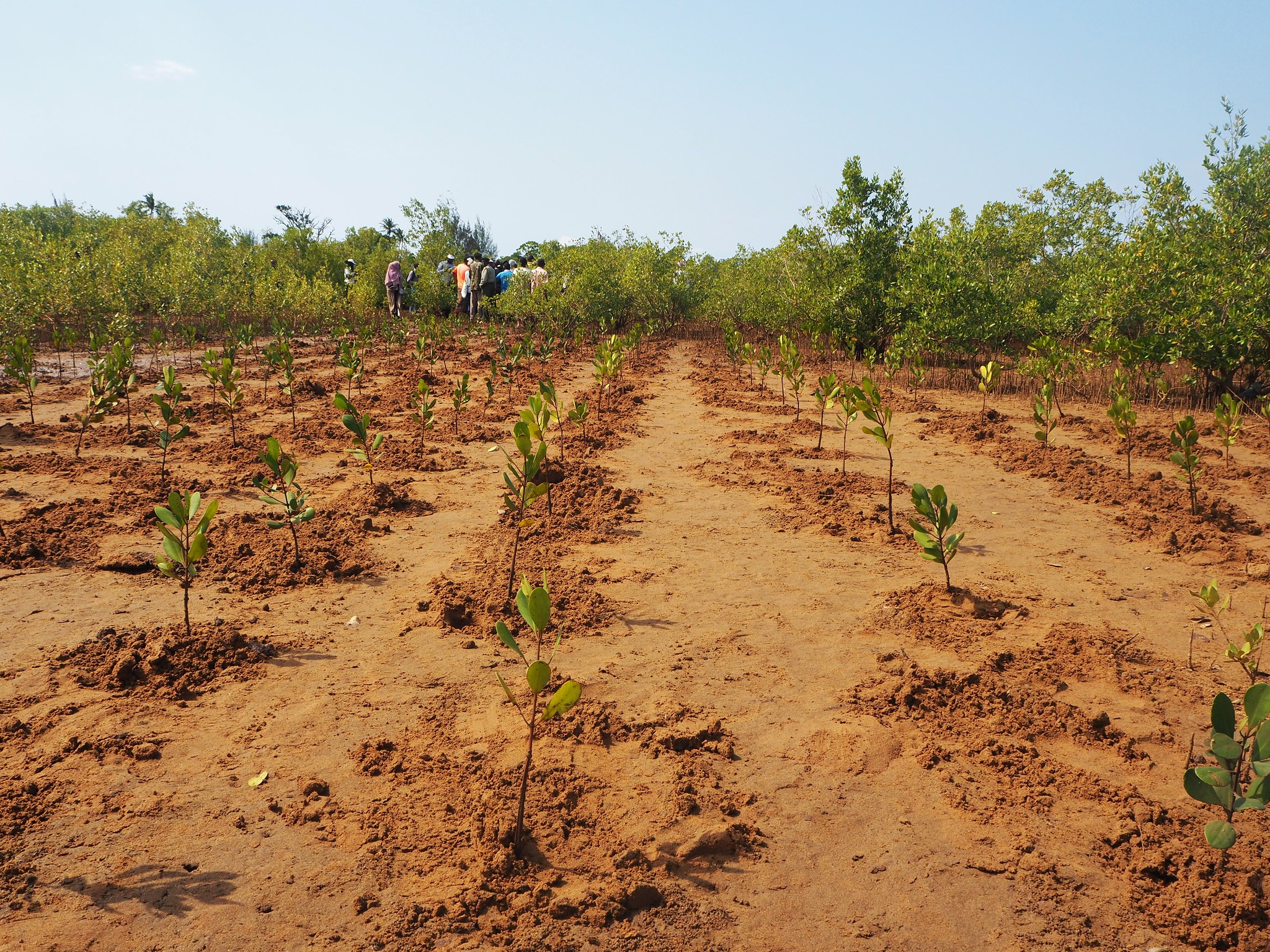Vanga Blue Forest — Community Mangrove Carbon Project (Kwale County, Kenya)