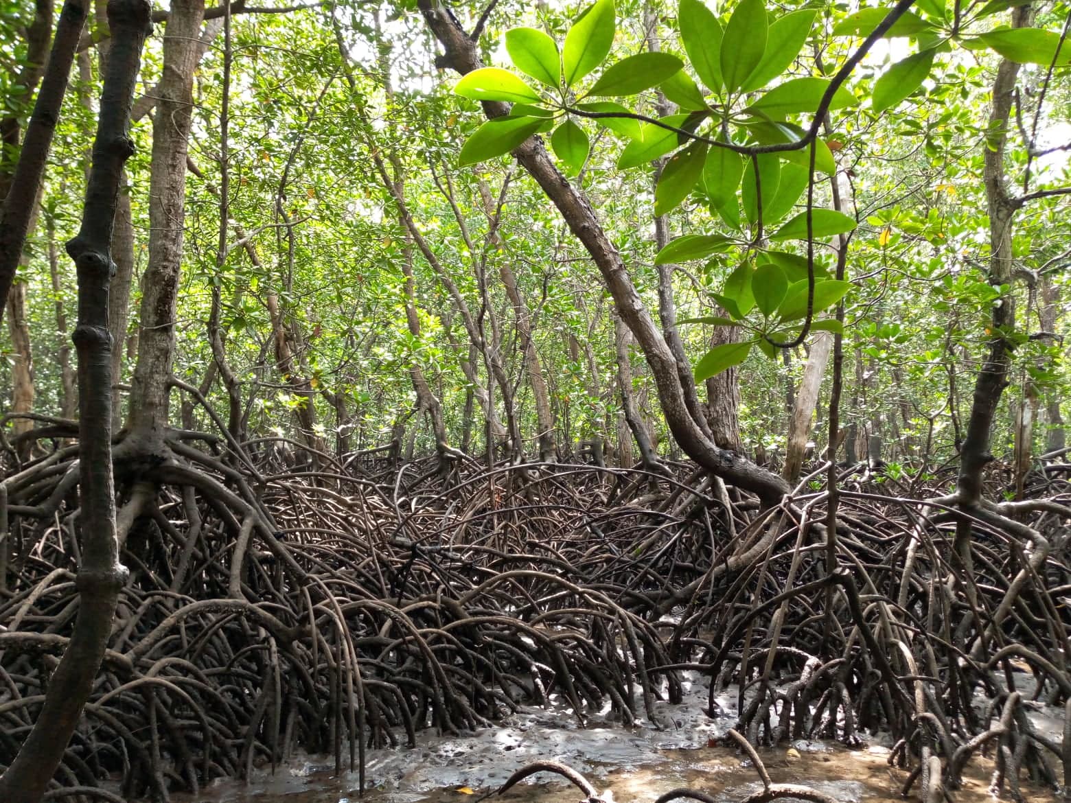 Vanga Blue Forest Mangrove, Kenya – Plan Vivo
