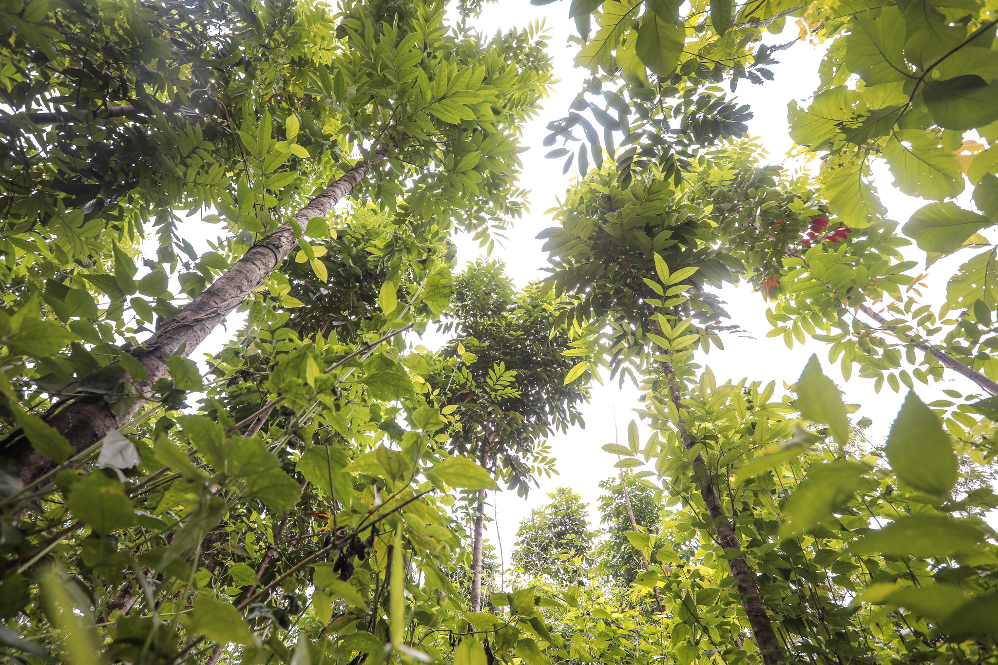 Halo Verde, Östtimor – Plan Vivo