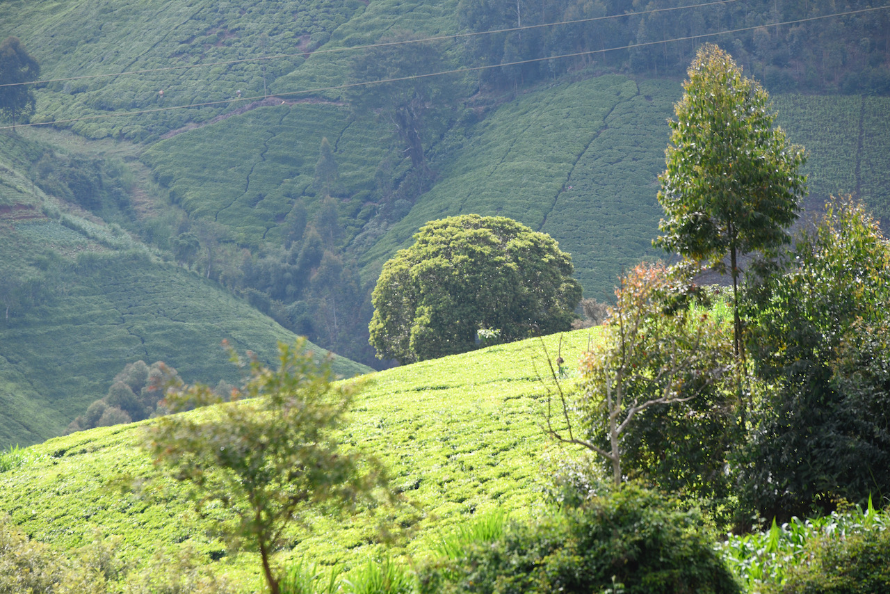 Upper Tana, Kenya – Plan Vivo