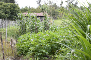Upper Tana, Kenya – Plan Vivo garden image
