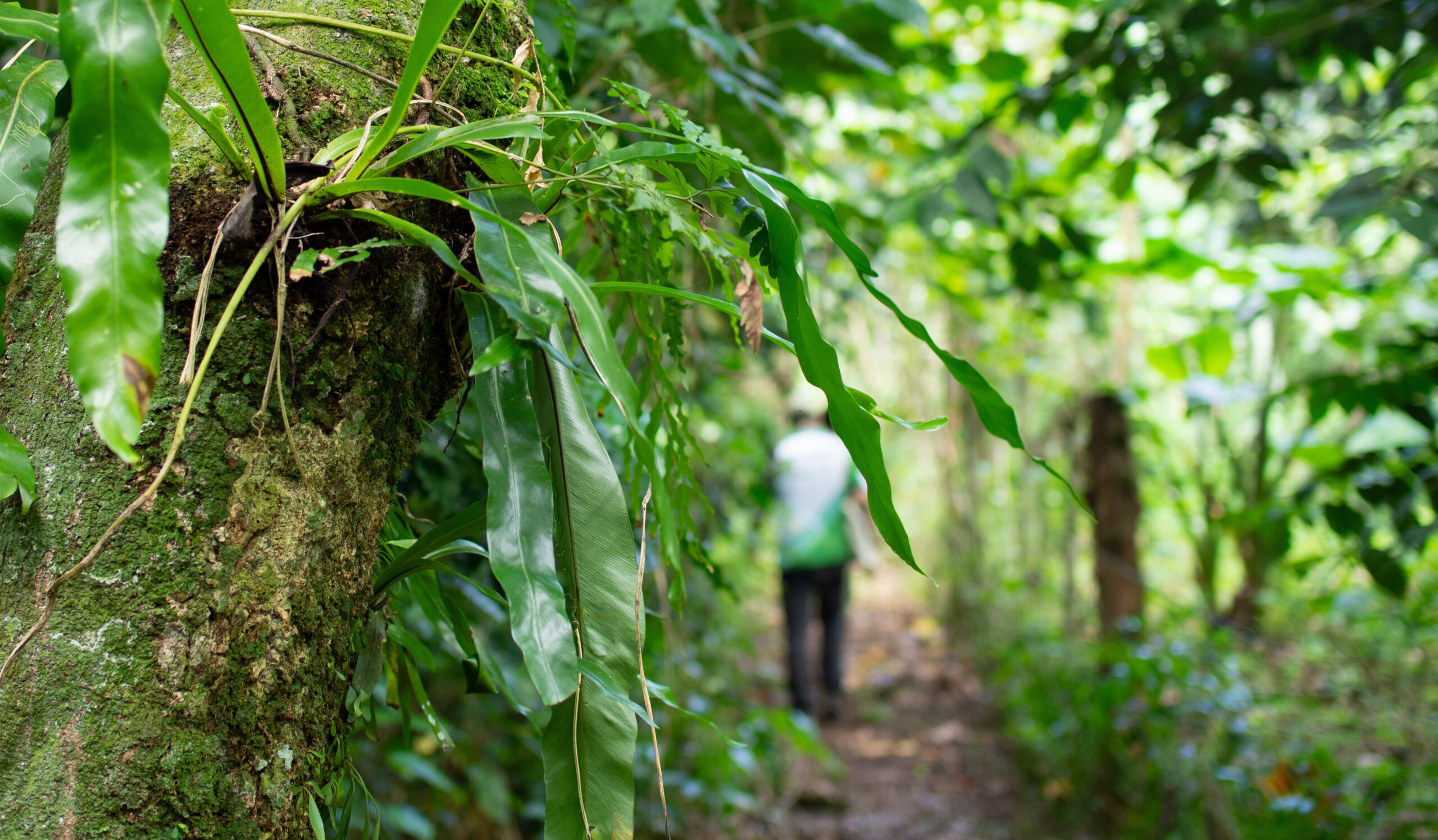  REDD+ Nakau Loru Vanuatu – Plan Vivo 