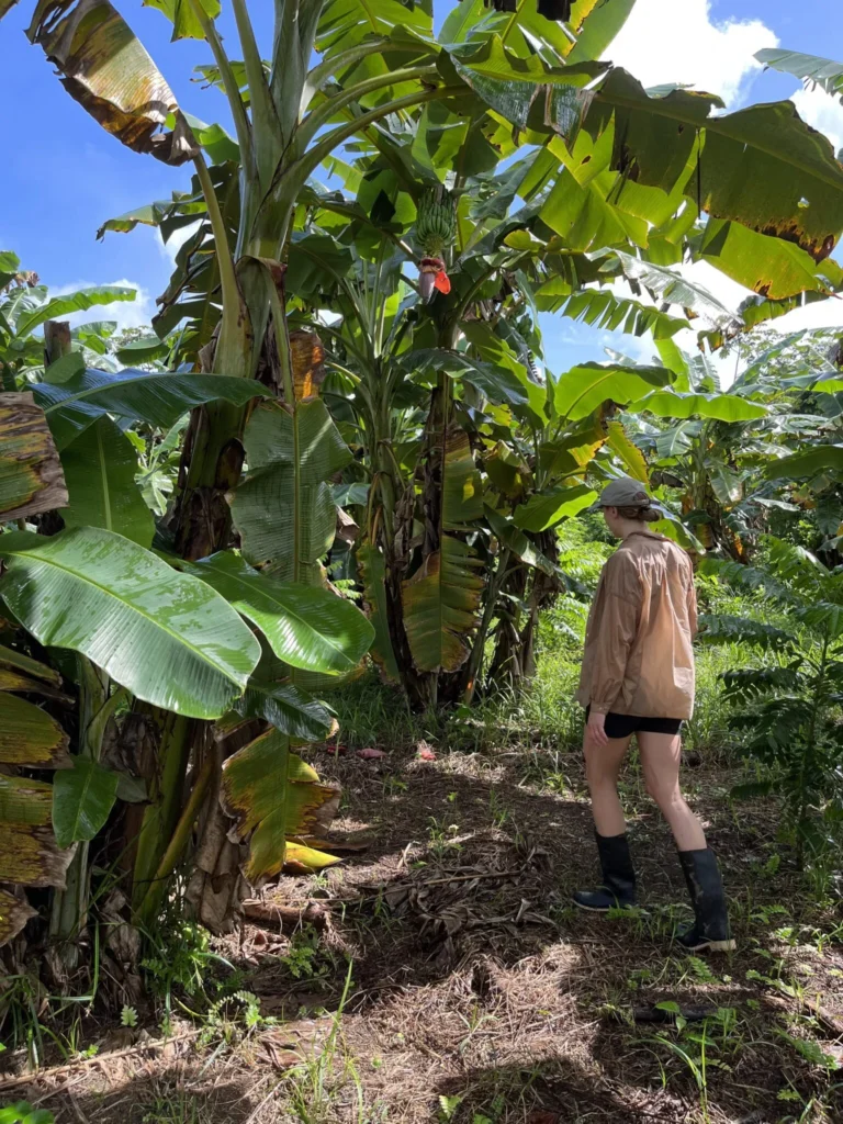 Cecilia Hall promenerar bland palmer och växter i Tipis skog