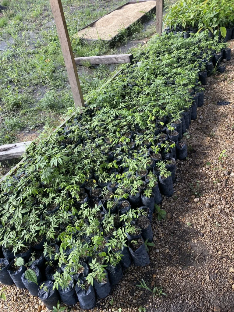 Mahognyplantor redo för plantering i projektets växthus i Tipi