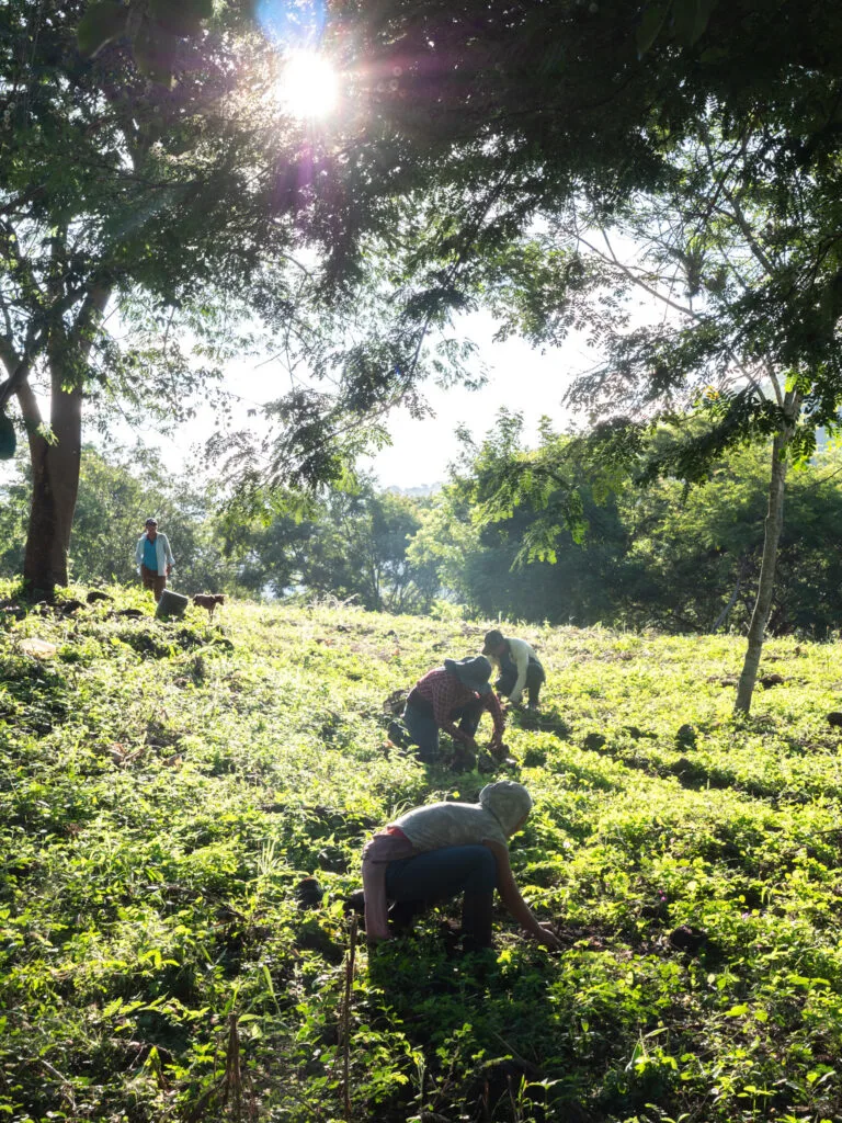 Småbrukare förbereder markytan för plantering som en del av Taking Roots hållbara projektmodell