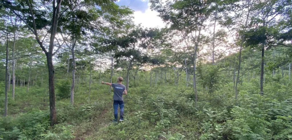 Henrik Juhlin, VD på ZeroMission, utforskar skogen i Uganda