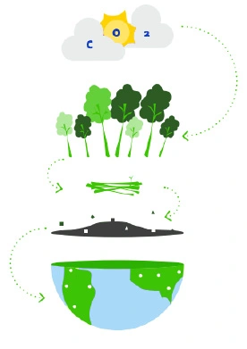 Biochar production process showing biomass turning into biochar through pyrolysis, creating sustainable carbon storage and producing bio-oil and fuel gas