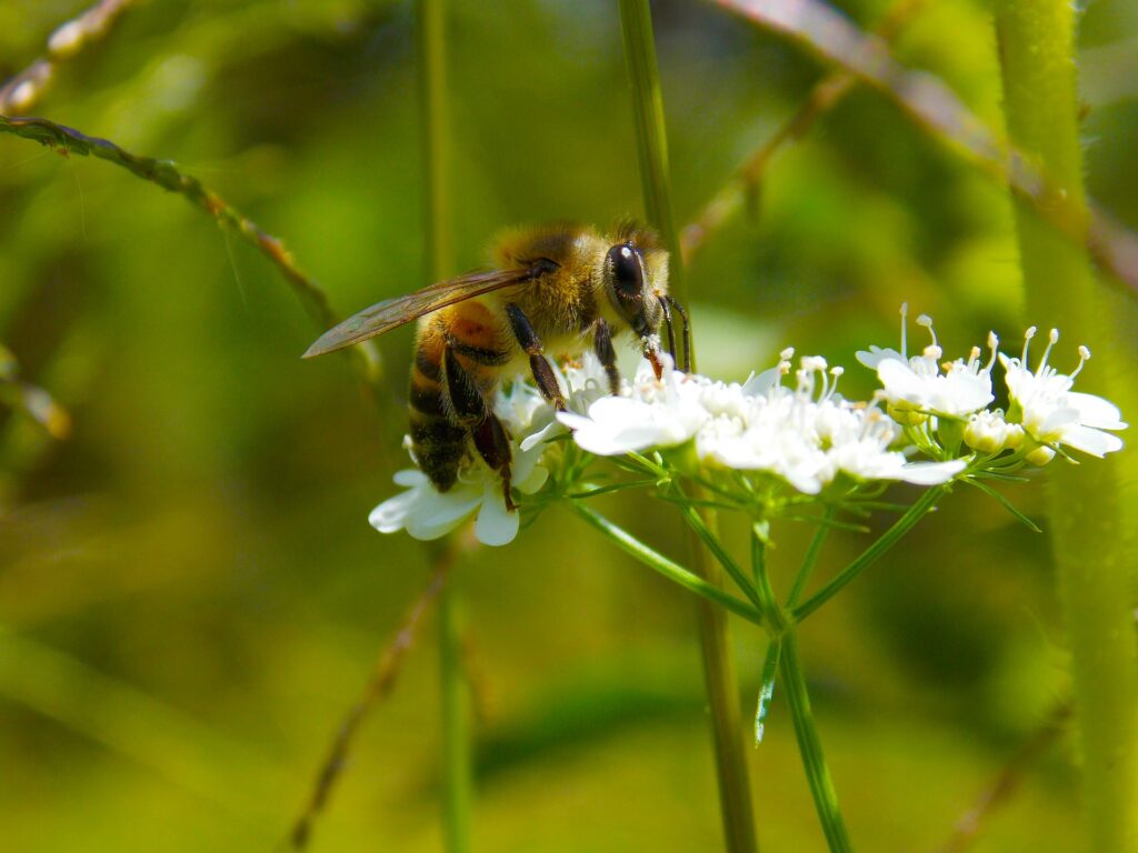 Ett bi som luktar på en blomma