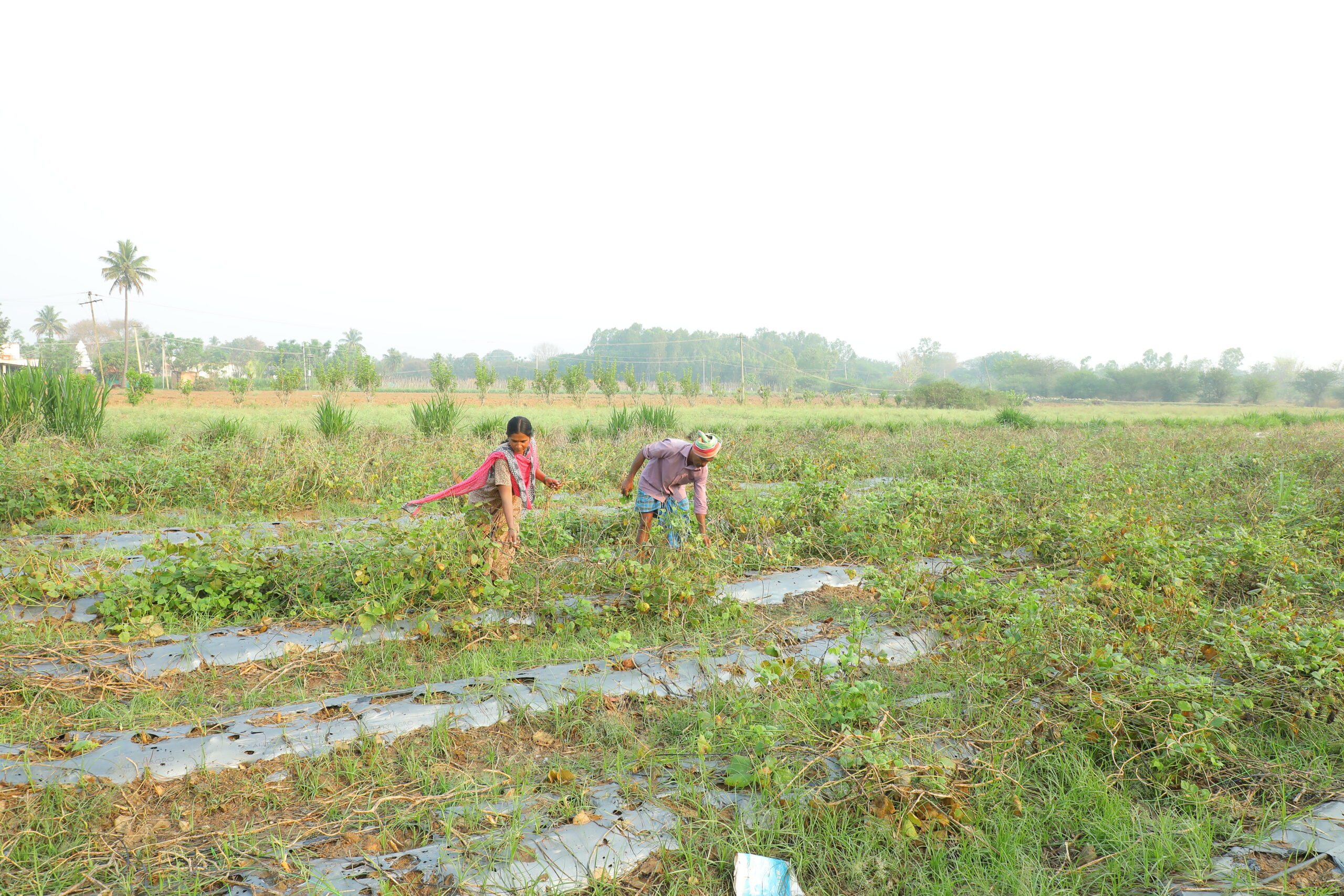 Biogas i Indien – Gold Standard