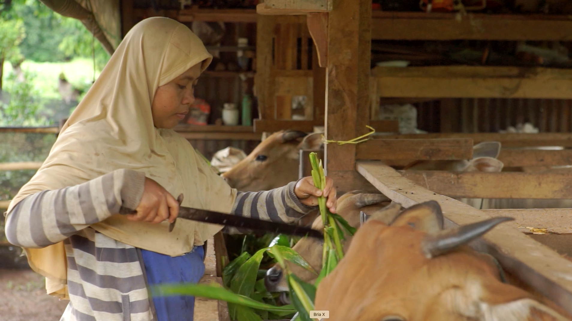 Biogas i Indonesien – Gold Standard