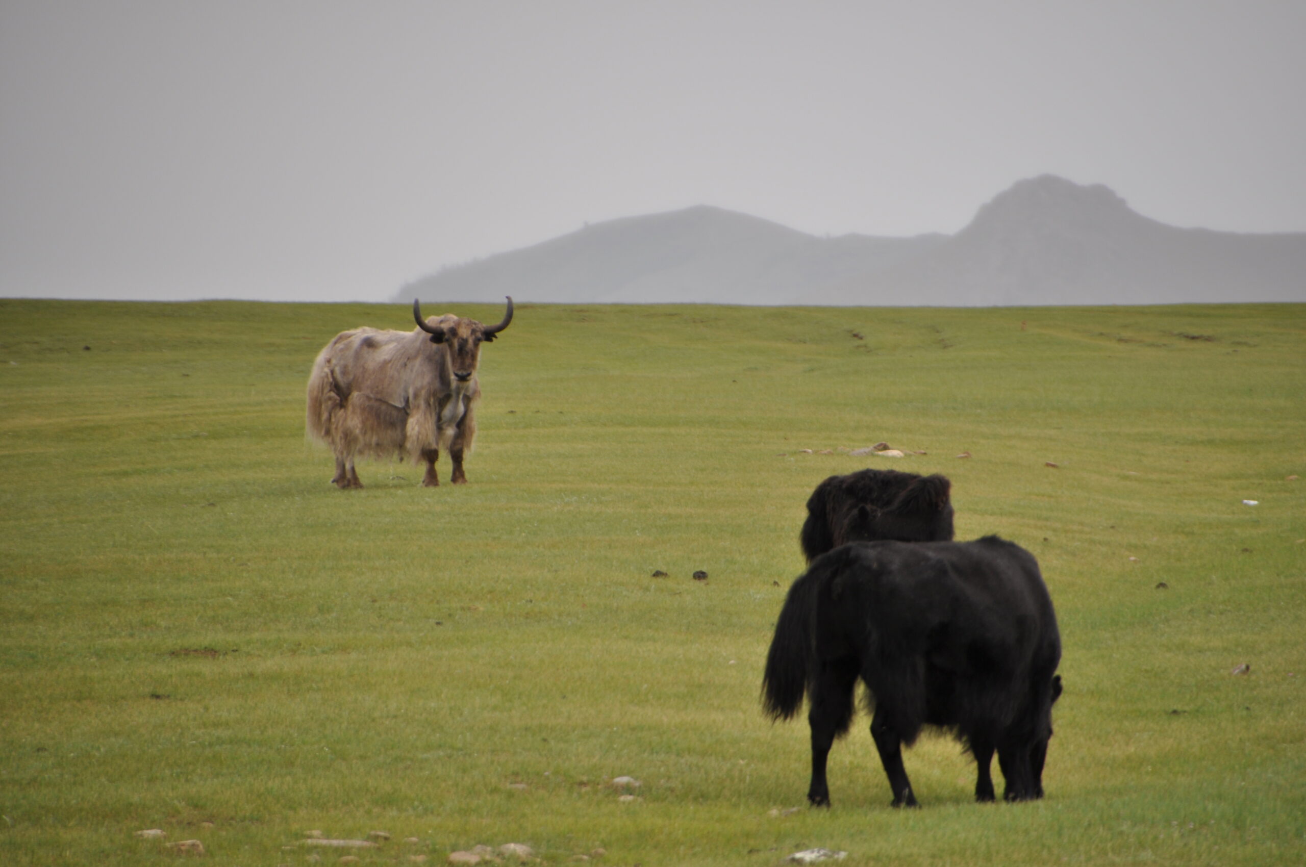Hållbara betesmarker i Mongoliet – Plan Vivo