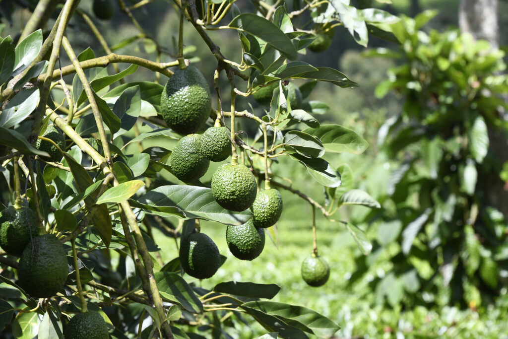 Avokado som växer på ett träd i Kenya. 