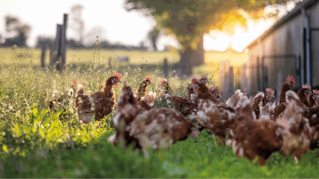 Hönor som står i högt gräs. 