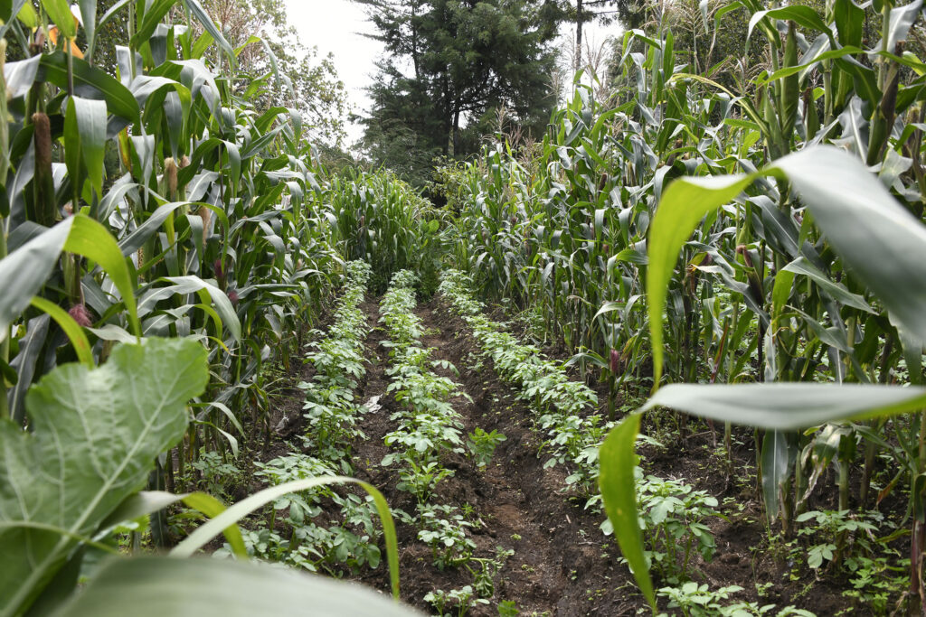 En bild på en odling i projektet Upper Tana i Kenya.