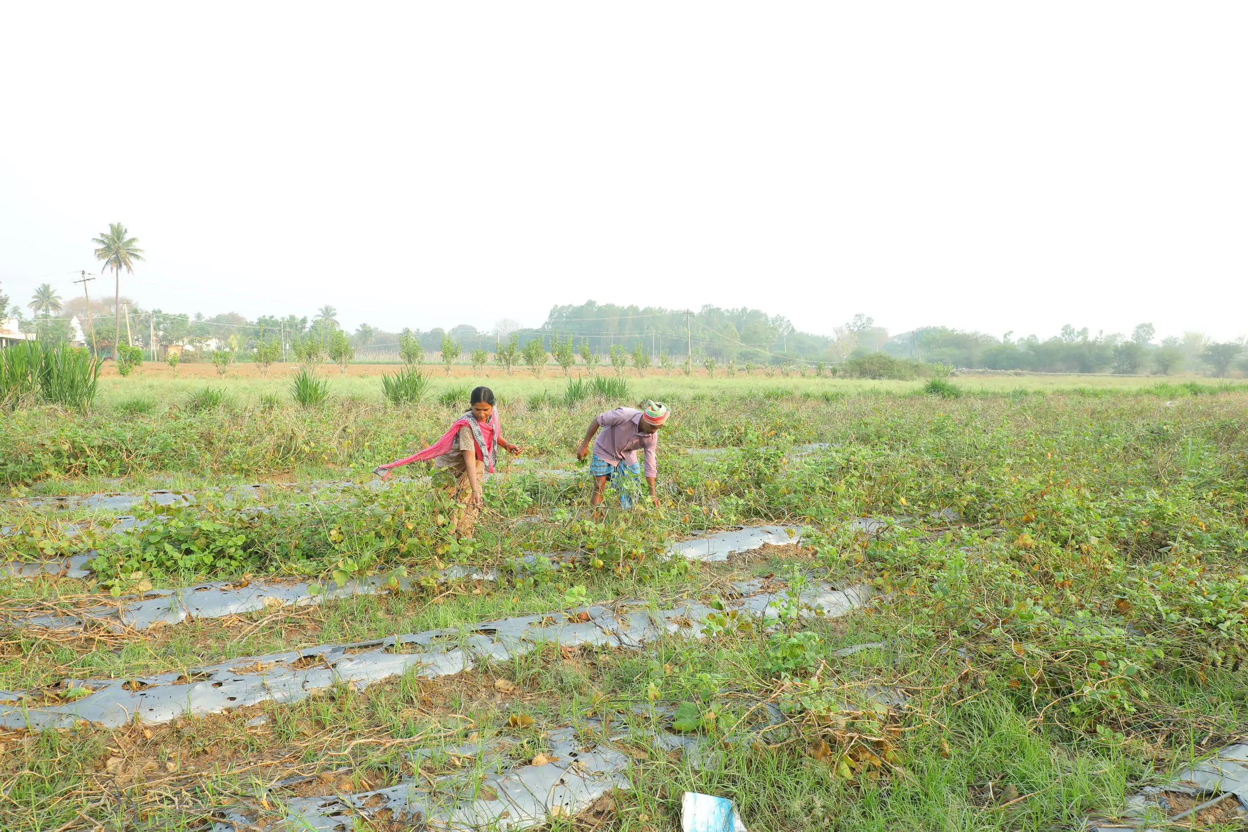 Biogas i Indien – Gold Standard