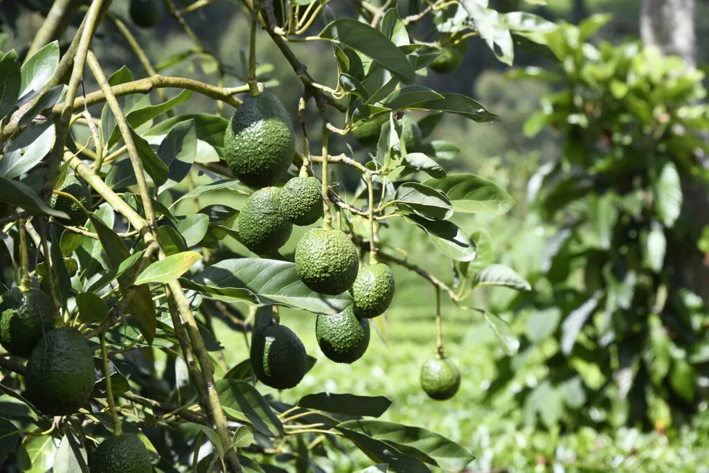 Avokado som växer på ett träd i Kenya.