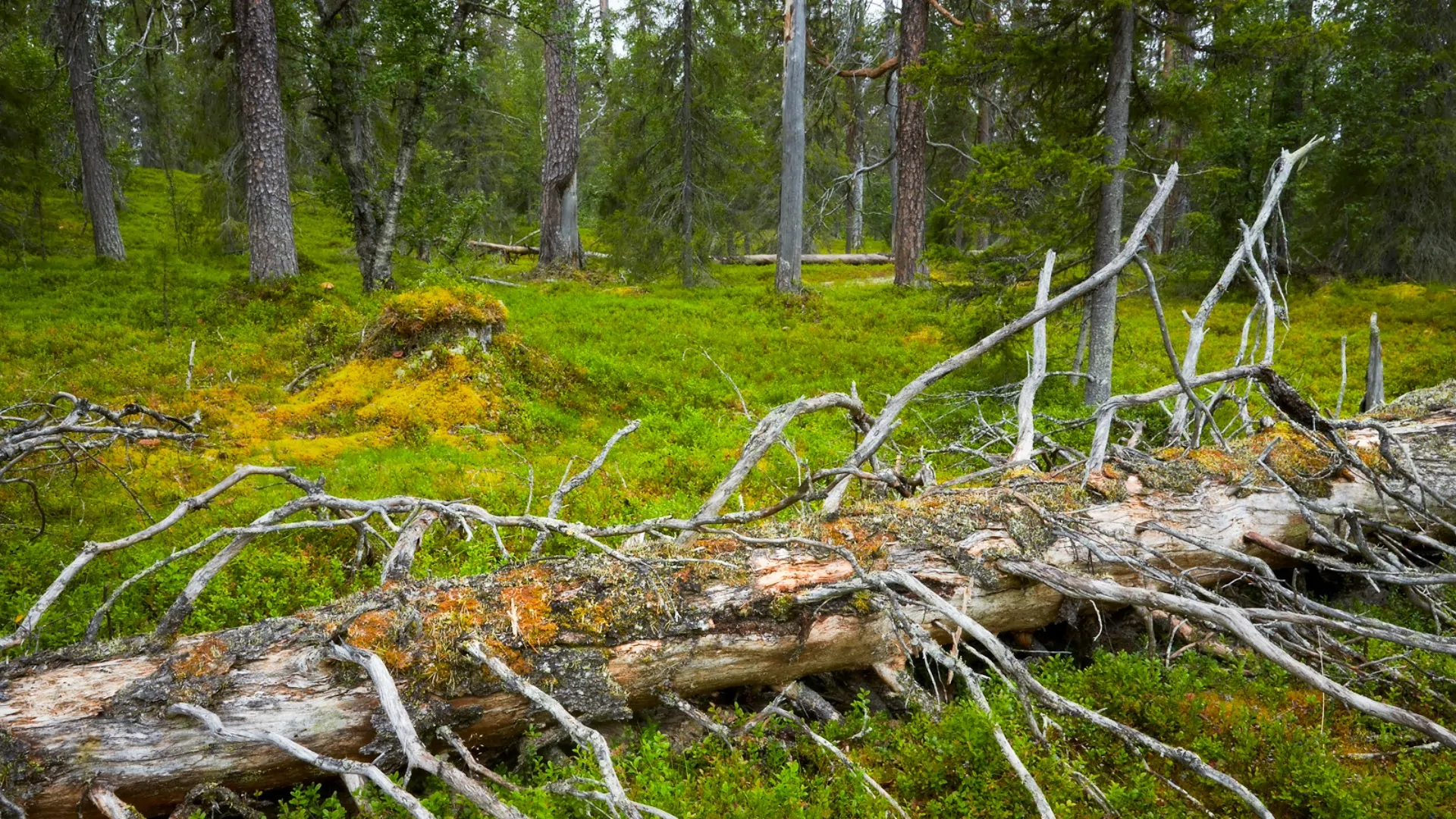  FightCOtwo – bevara svenska skogar 
