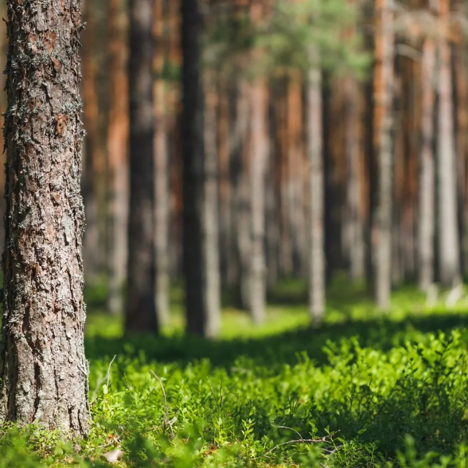 FighCO2-klimatkompensation-klimatfinansiering zeromission